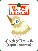 イッカクフェレル