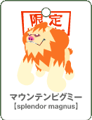 マウンテンピグミー