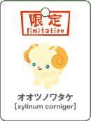 オオツノワタケ