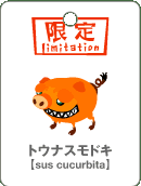 トウナスモドキ